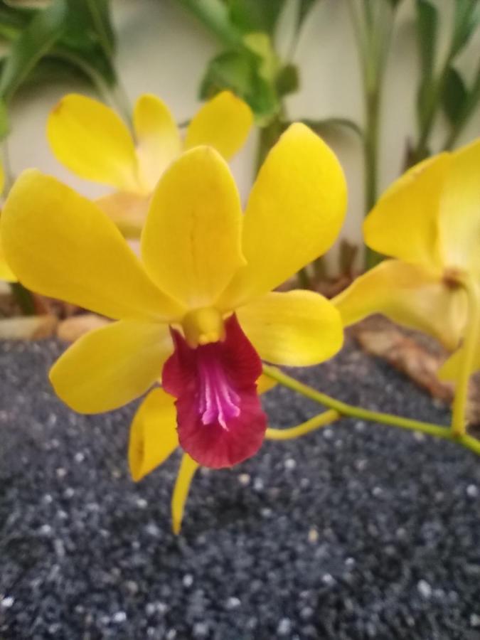 Cattleya